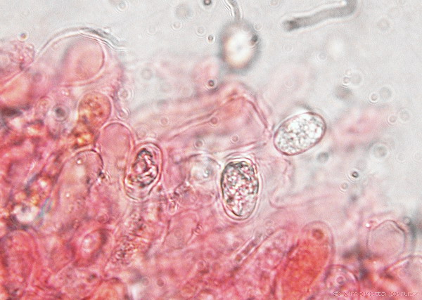 Corticiaceae da determinare... (Radulomyces molaris)